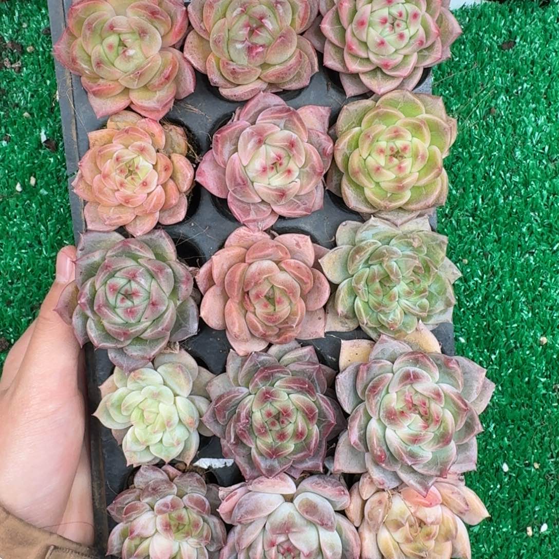 多肉一物一拍12-108