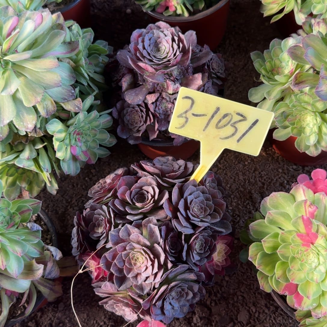 ღ****࿐3-1031+++多头多肉植物