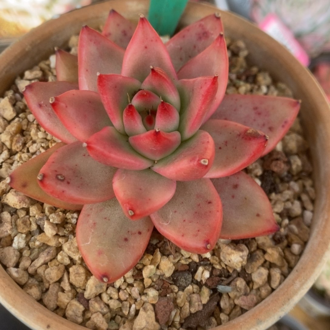 674东云杂锦锦锦锦锦