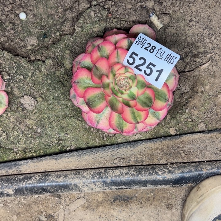 5251南荔枝多肉植物