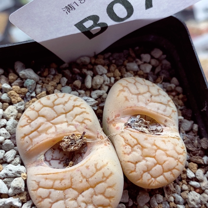 我是一只小小鸟地域鬼的人079