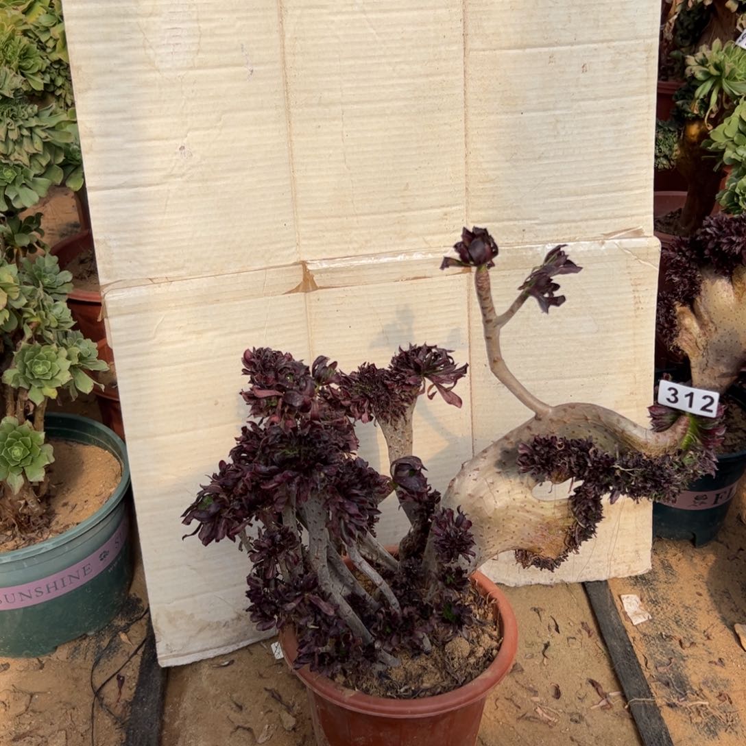 有伤黑缀312官府45