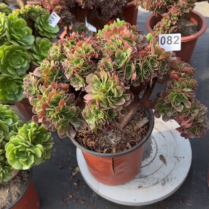 幕***歌多肉植物玫瑰缀082