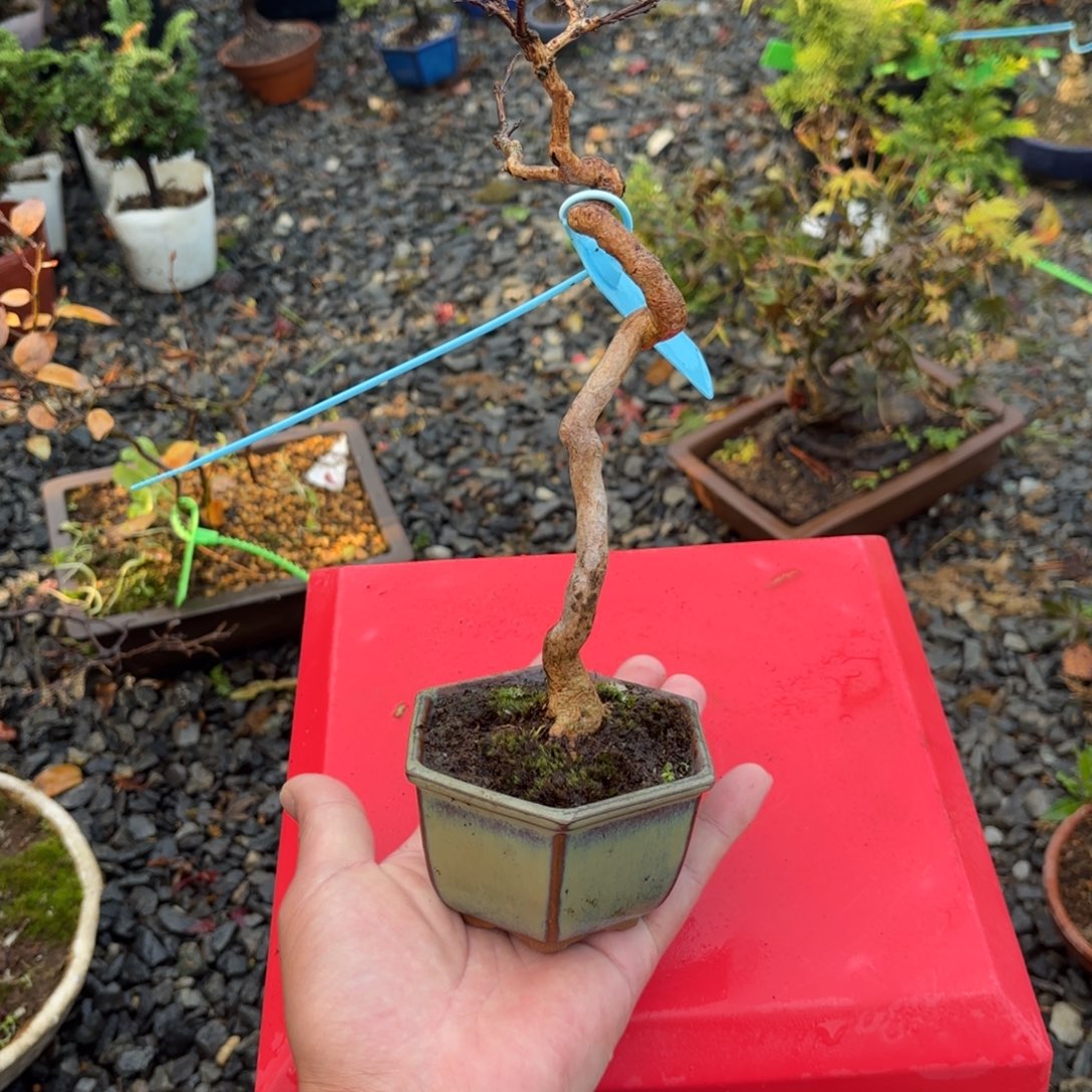 *****全场盆景3002号包邮