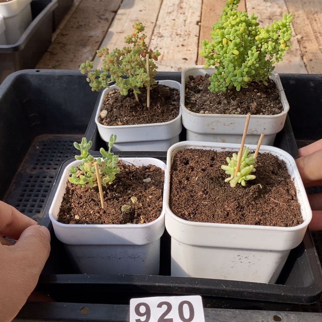 枝干番杏多肉植物920