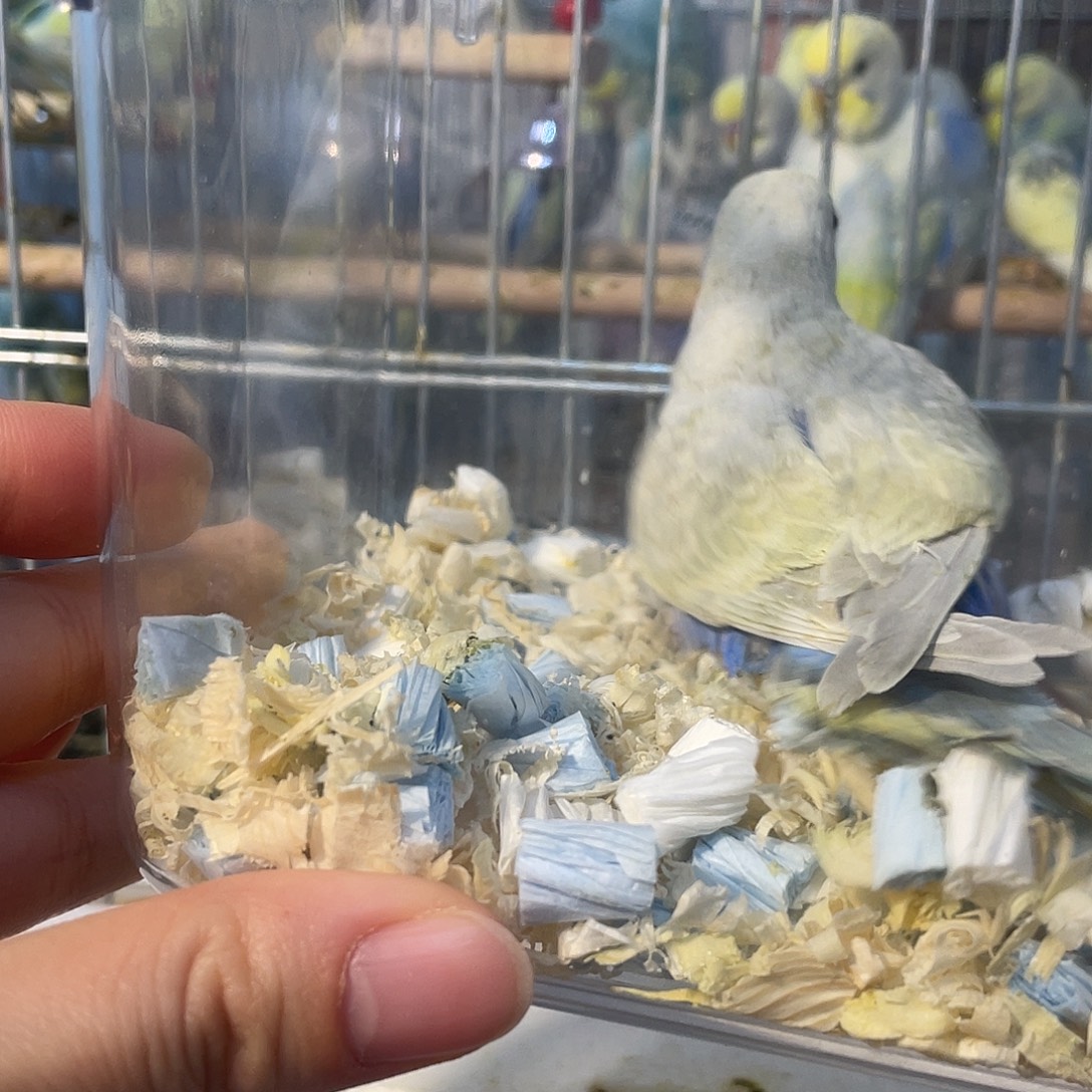 虎皮鹦鹉金彩鹦鹉