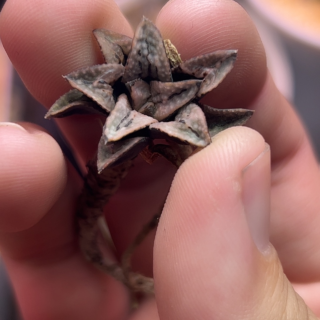 745德鲁白十二卷多肉植物