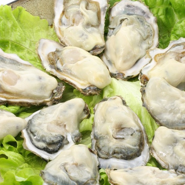 鲜活乳山三倍体生蚝5两左右/只