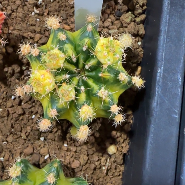 81-0108绿袖子泰国发货多肉