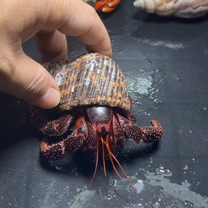 黑莓3.5口径需要拍加热包