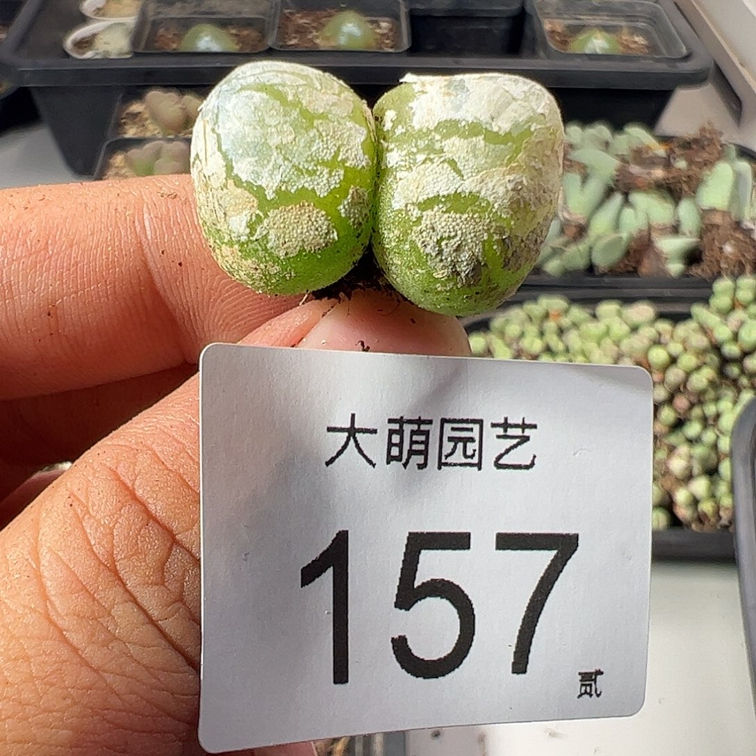 一物一拍。       157