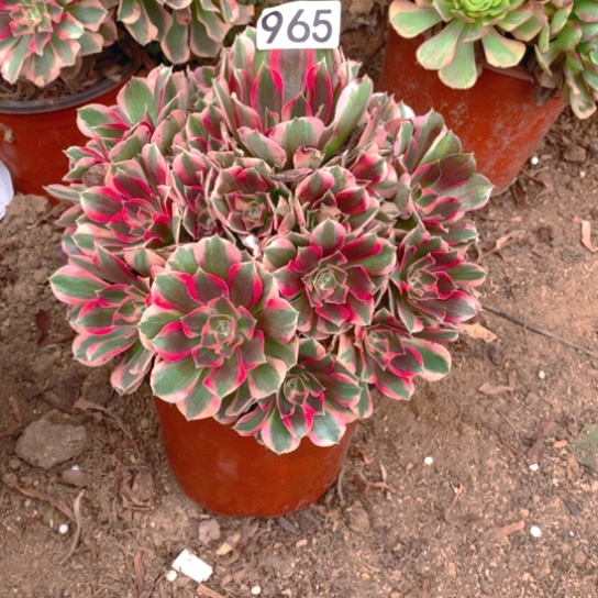 无花朵顺****965多肉植物女妖