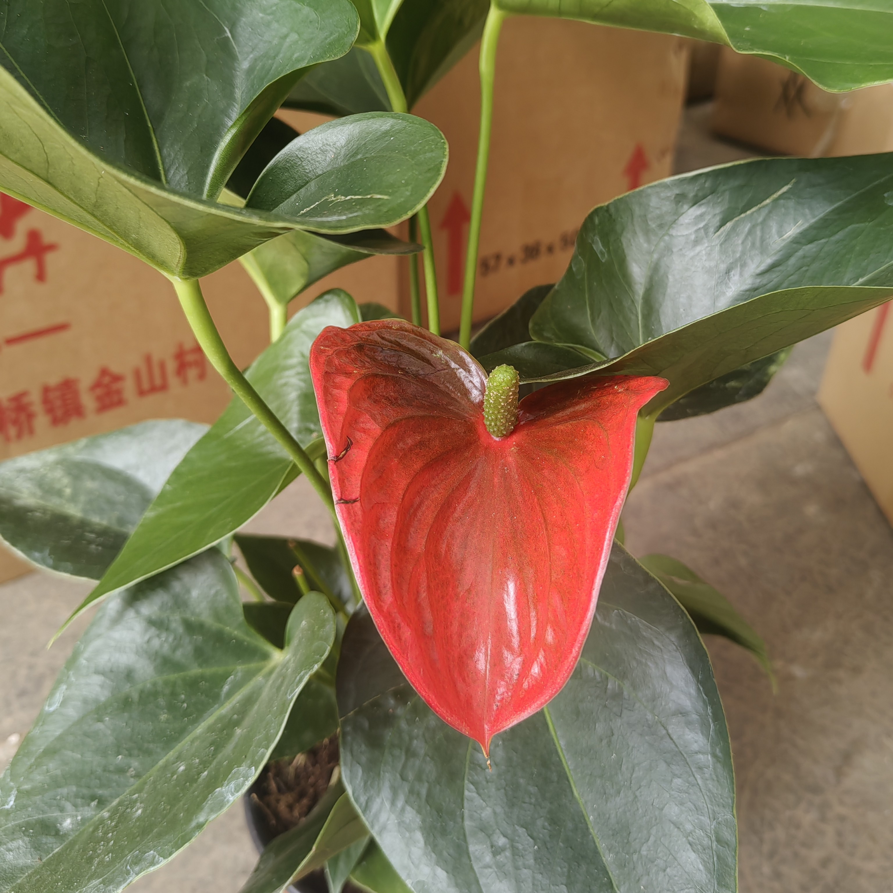 {蓉姐专属}菲力西塔大叶红掌室内绿植。  