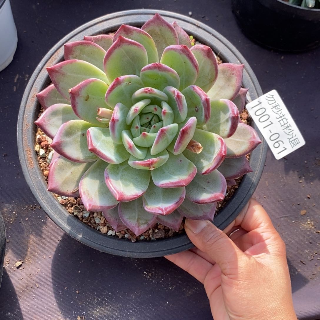 两单包邮101-61夜魔侠