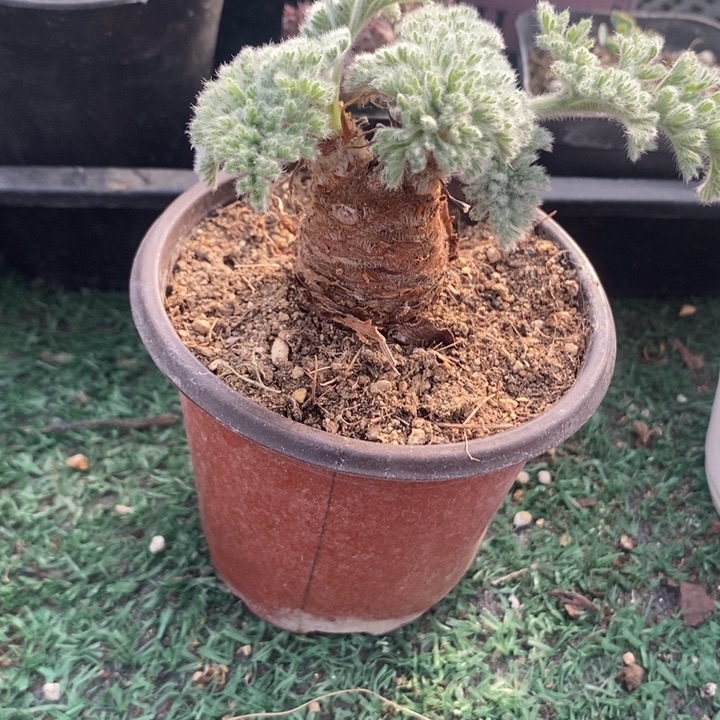 双头羽叶洋葵，一物一拍