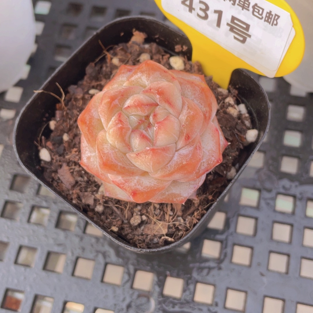 431号 全状态粉钻单头一个