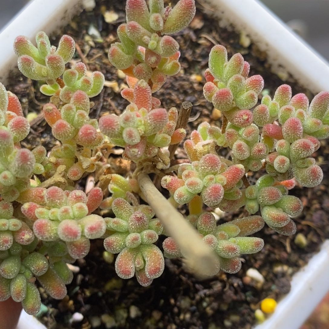 冰晶杂枝干番杏红色个体A973