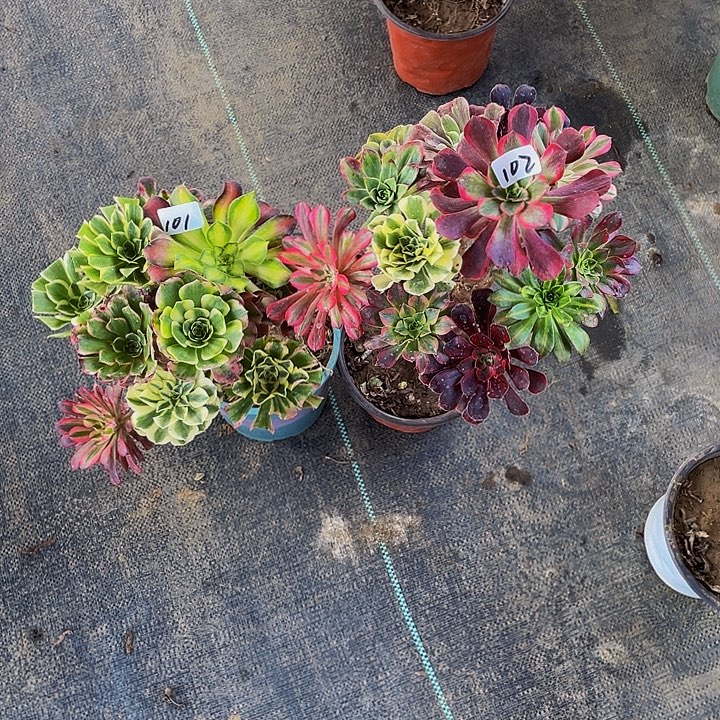 你***生架接101号和102号组合2棵