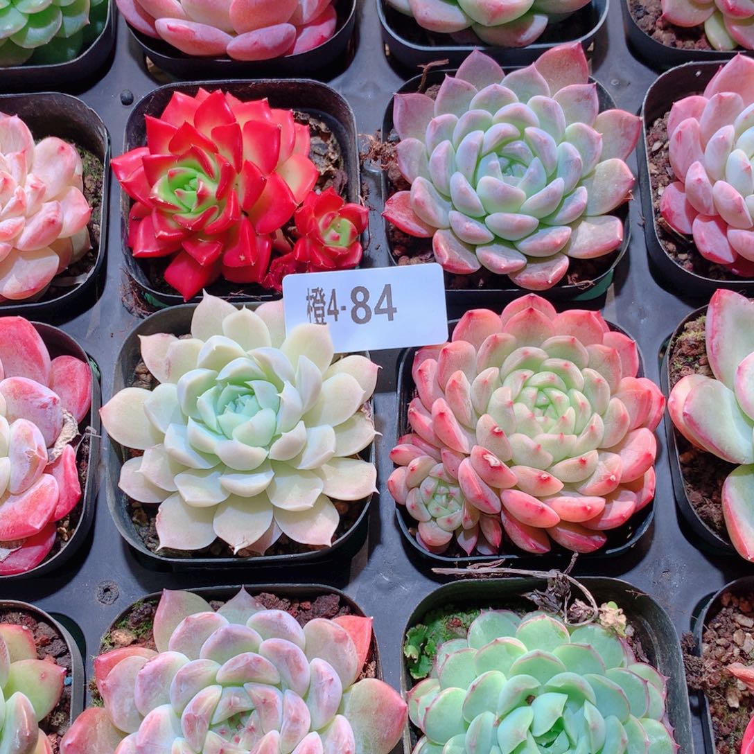 我***吖4-84一物一拍多肉带盆16颗