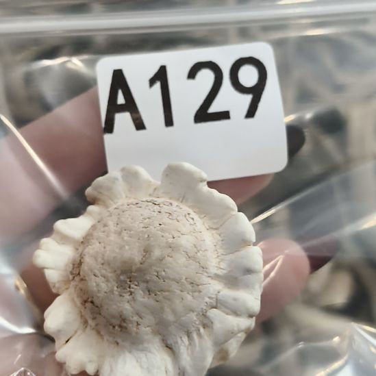 祥***和鹿角角鹿角鹿角鹿角鹿角