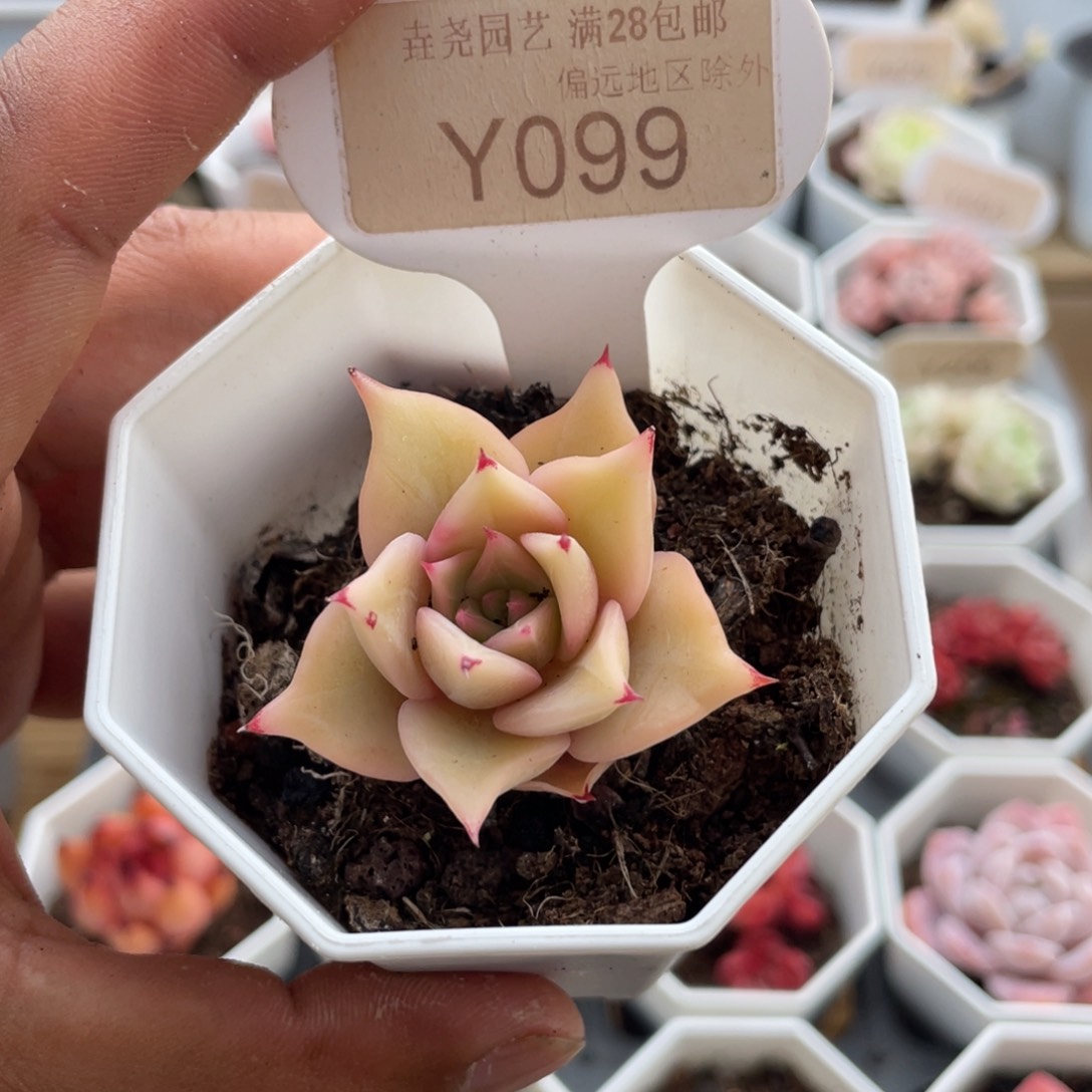 0099饺子皮4.0厘米