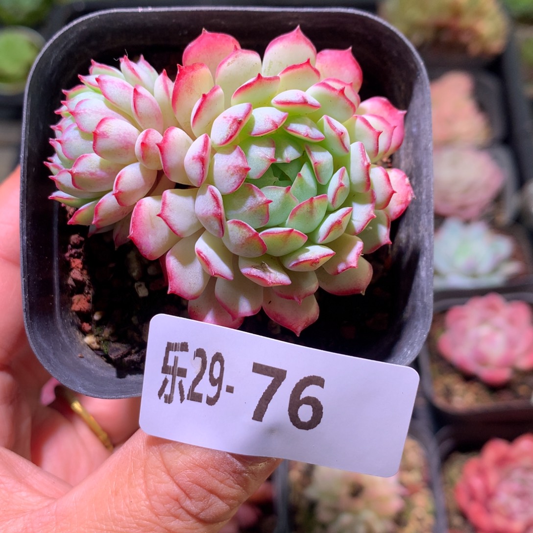 乐然29-76 桃花雨 