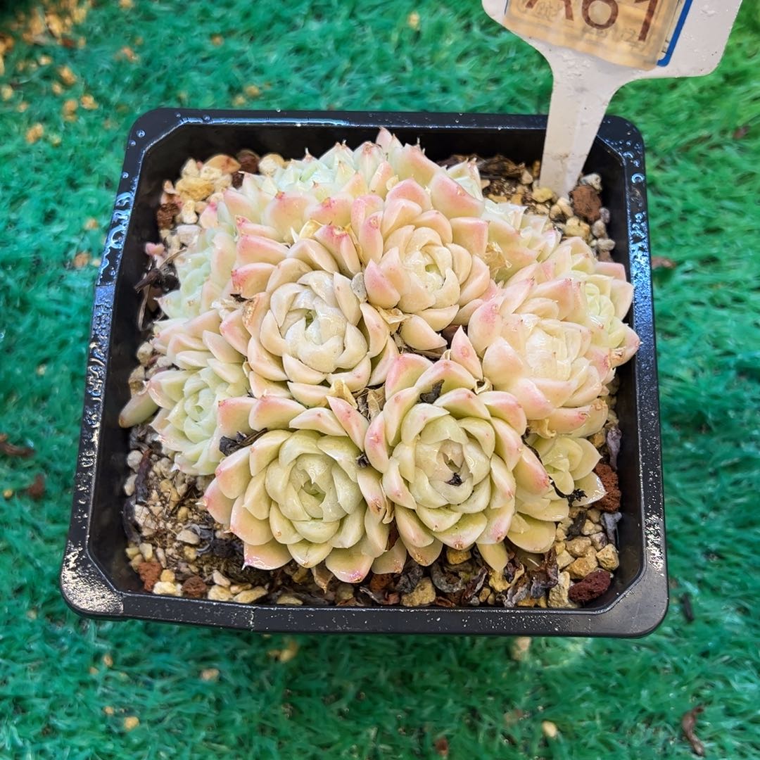 白月影，，，，，，，，，，，，