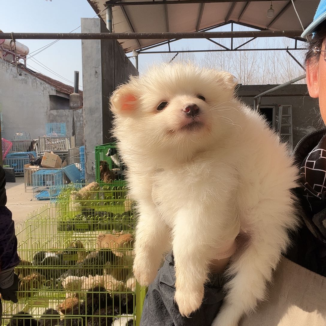 博美狗了5259突然联系我