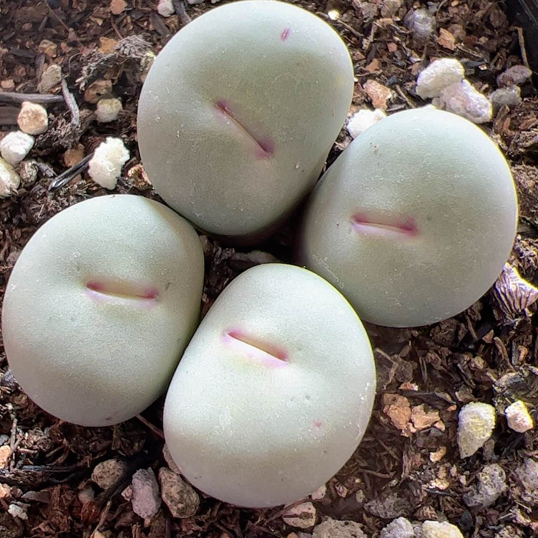 【闪购商品】218 红嘴