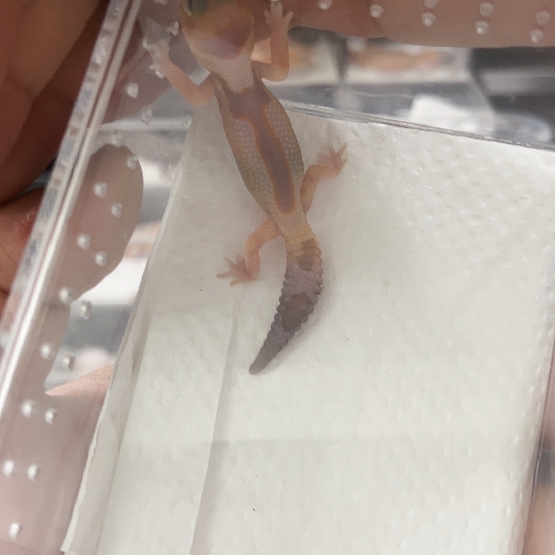 肥尾守宫奶牛橘白祖鲁隐焦糖弟弟