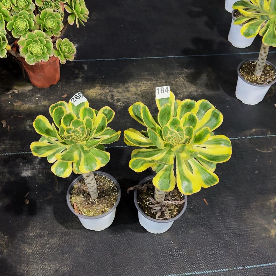 266184燕姿锦两颗