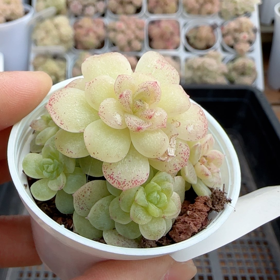 【闪购商品】0213-25散的