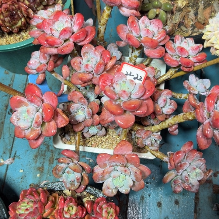 完***你精品多肉植物老桩