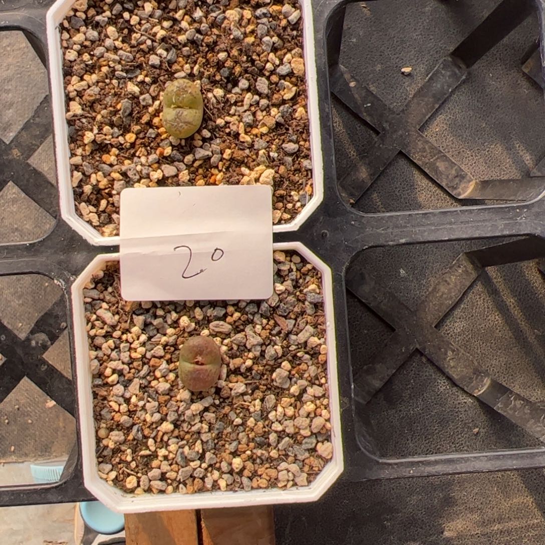 调***球12.18风铃杂多肉植物20