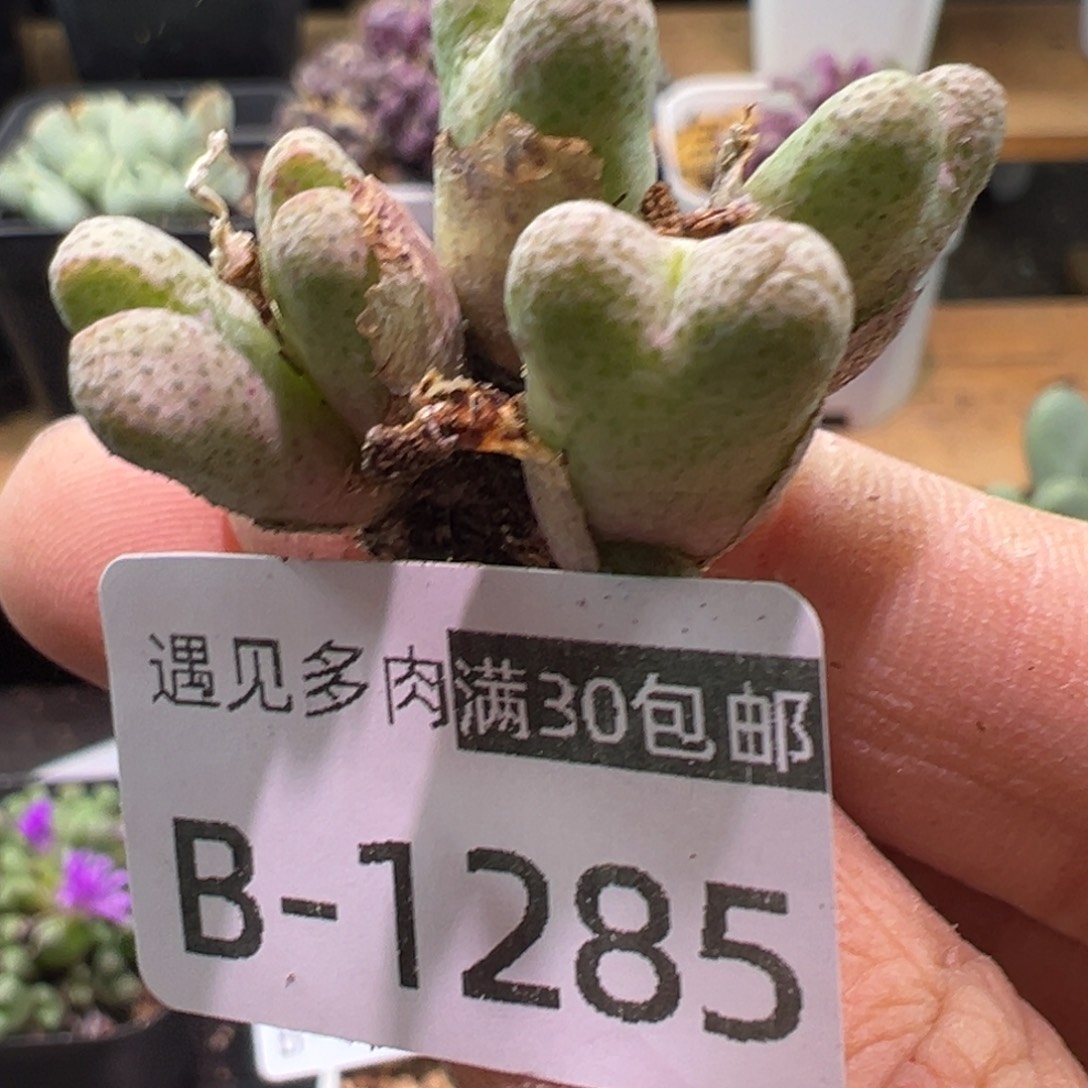 多肉植物11111111111