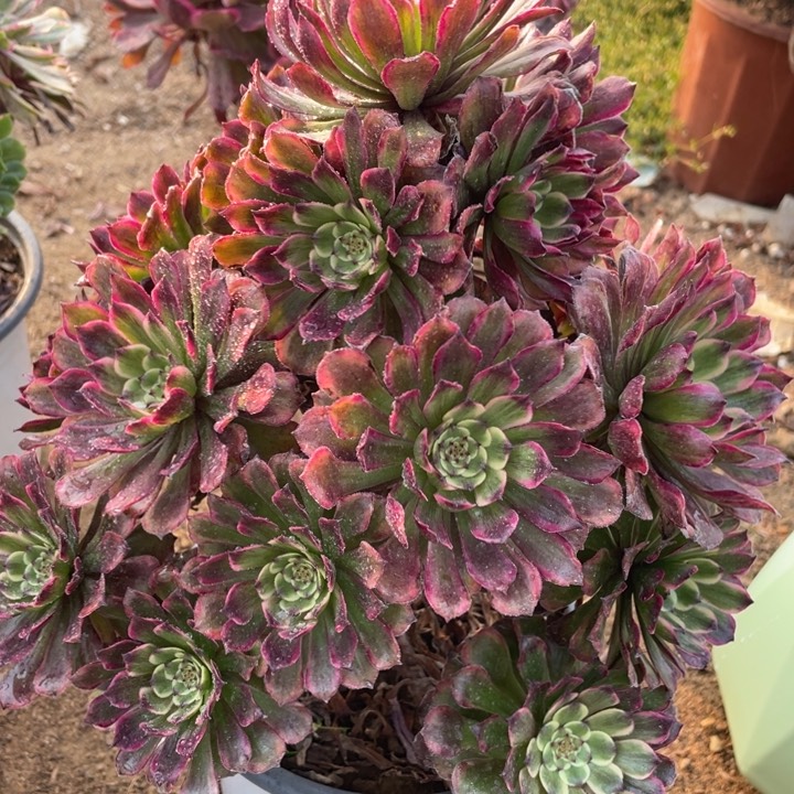 595多肉植物粉黛