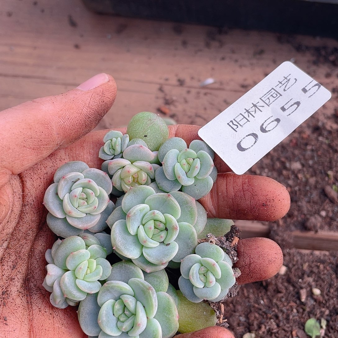 多肉植物多肉植物655