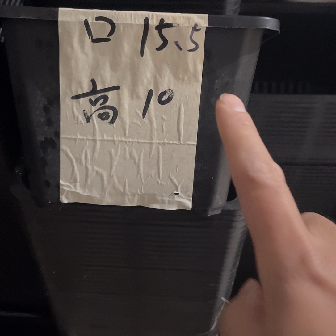 中厚口15高10黑盆20个无托
