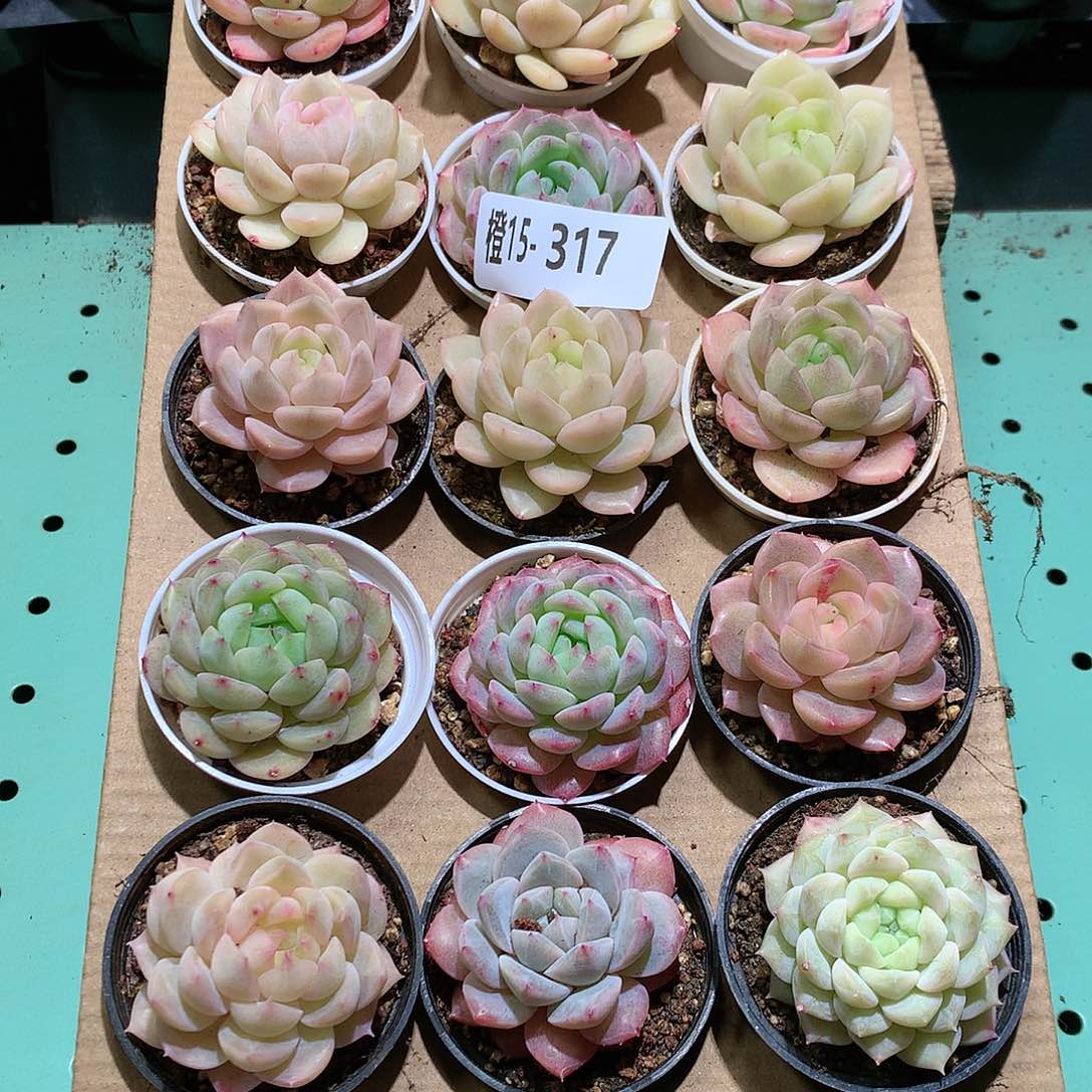 15-317一物一拍带盆18颗