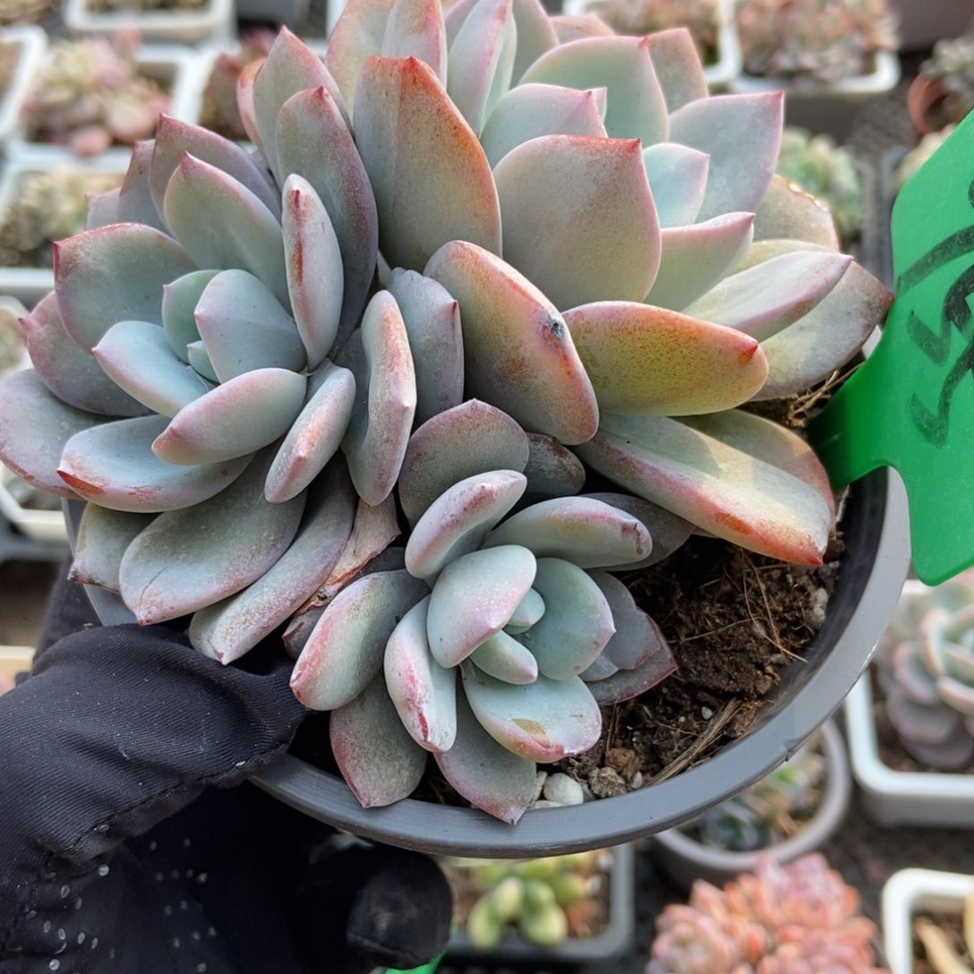 755奶茶多肉植物诺肉