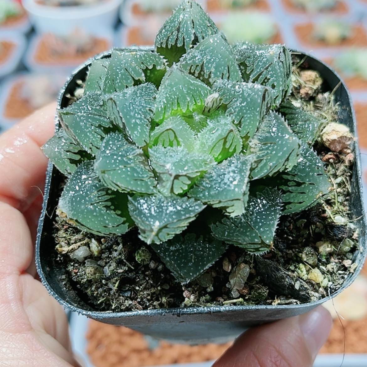 【闪购商品】魔刺玉露