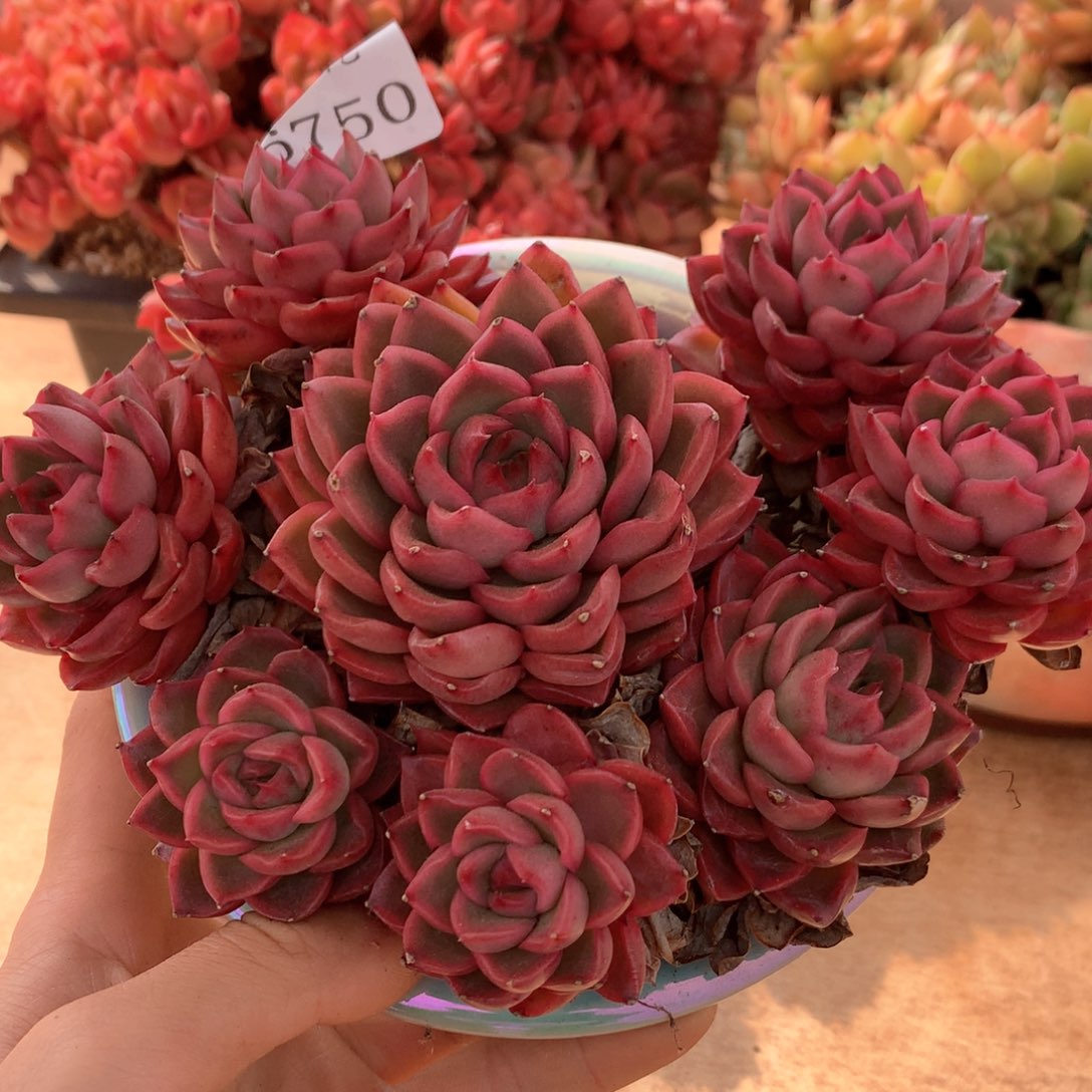 跳*6750不包掉头不售后