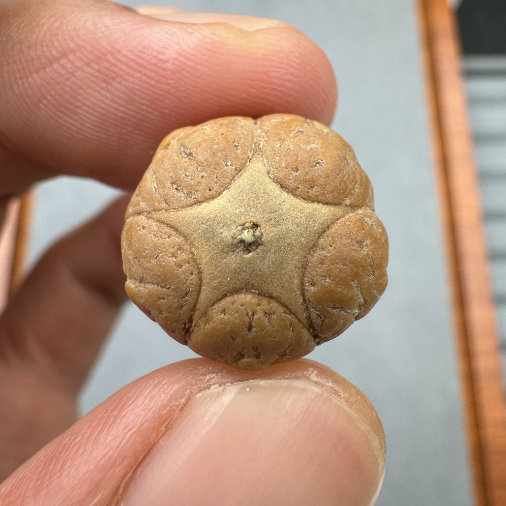 生拨籽16+五星上将菩提凤眼手串三通佛头，非质量问题开孔不退