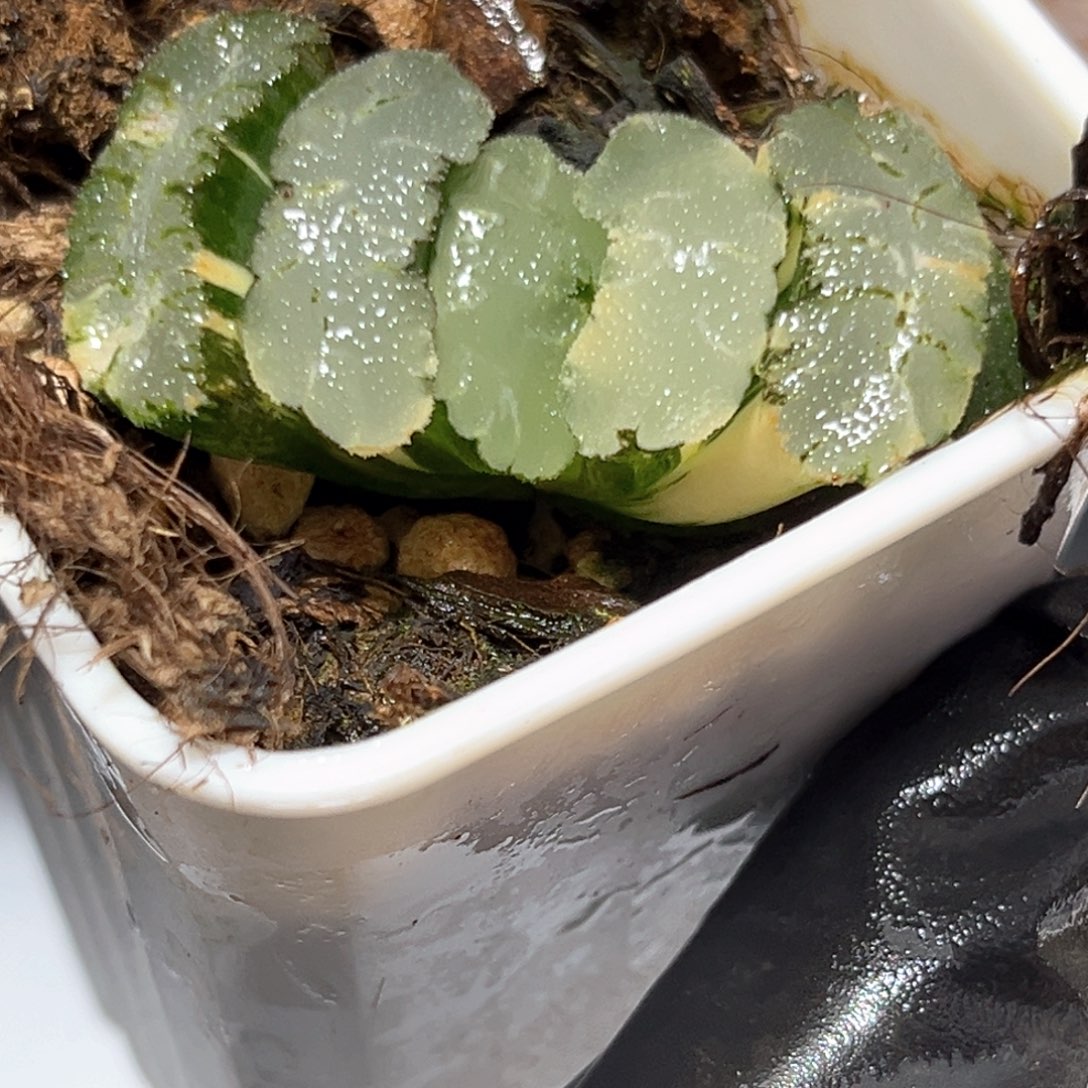 恭喜发财大吉大利4506