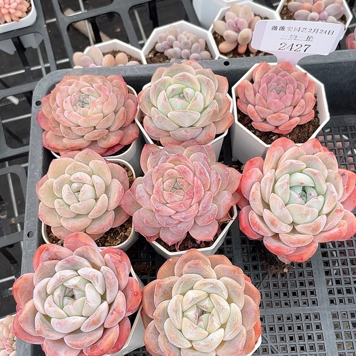薇薇安园艺多肉2427