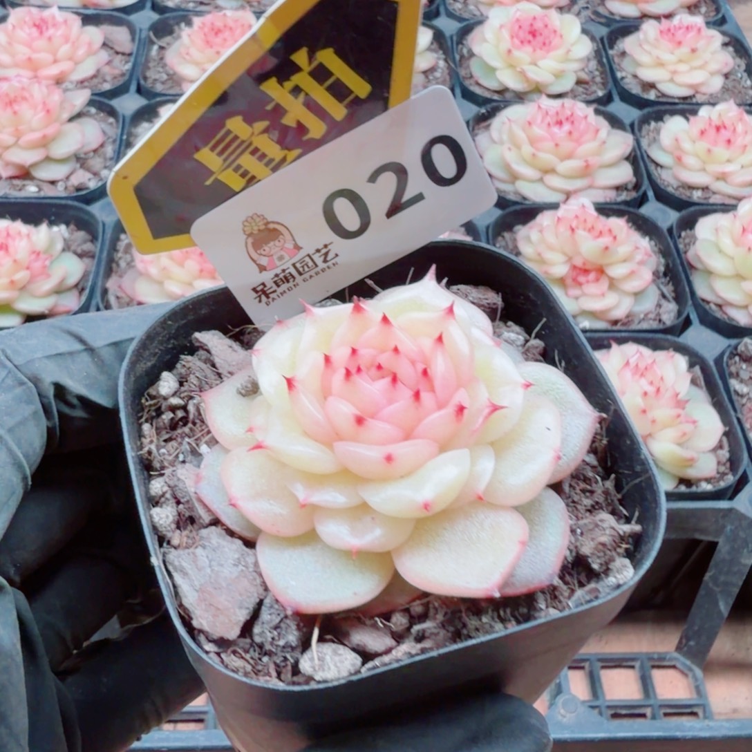 多肉植物多肉植物