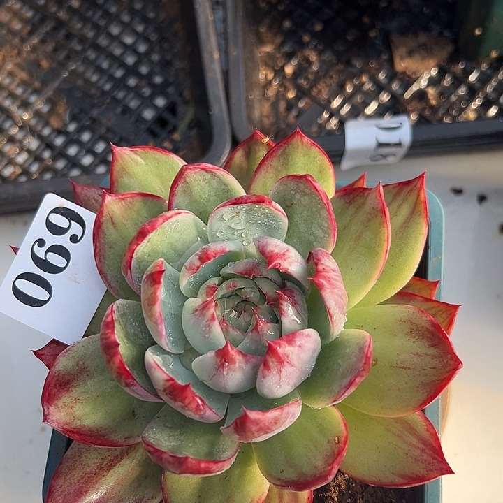 惊鸿惊鸿惊鸿069保底12厘米