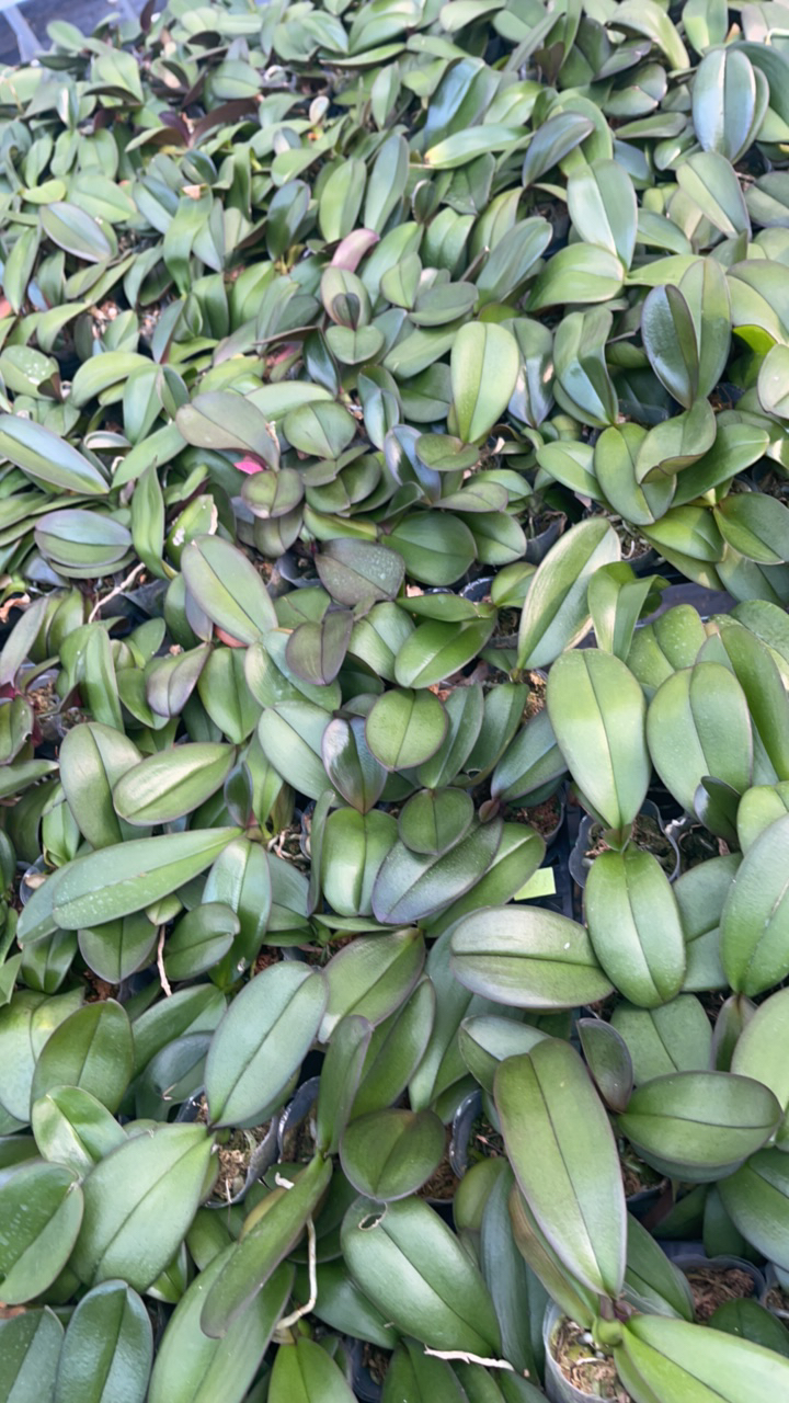 8-1 幻想图  1.7寸杯根系好