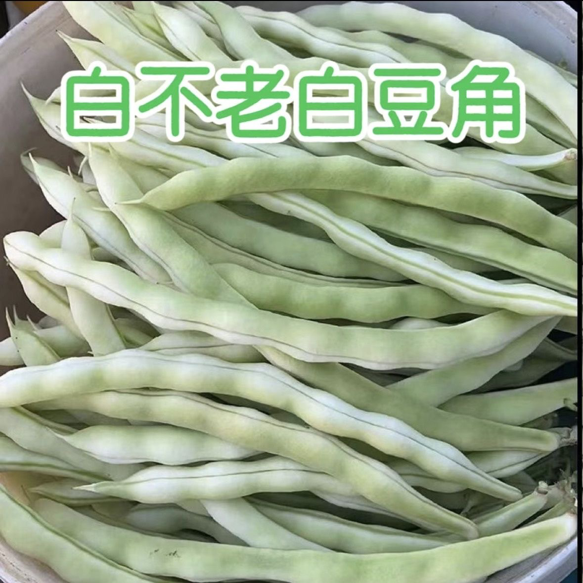 豆角2025东北当季芸豆白芸豆现摘新鲜农家蔬菜白不老白大架CX