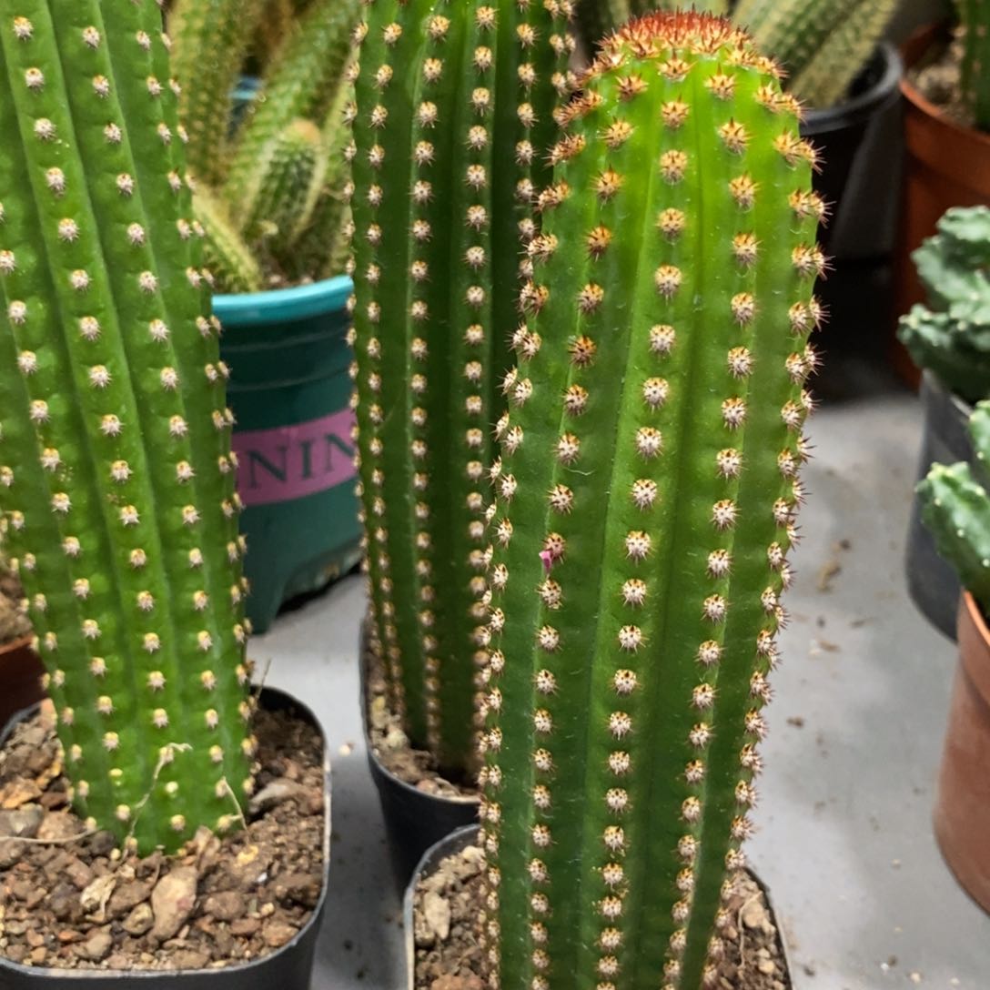 进口金妞金1自根一杯